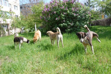 Mai mulţi primari din judeţul Constanţa au dezbătut la Cernavodă PROBLEMA CÂINILOR FĂRĂ STĂPÂN